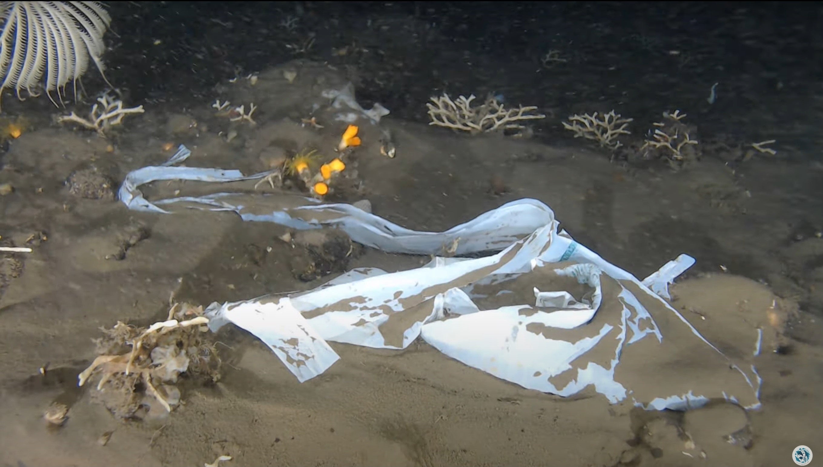 水中ドローンを用いて深海200m以深で撮影したゴミ