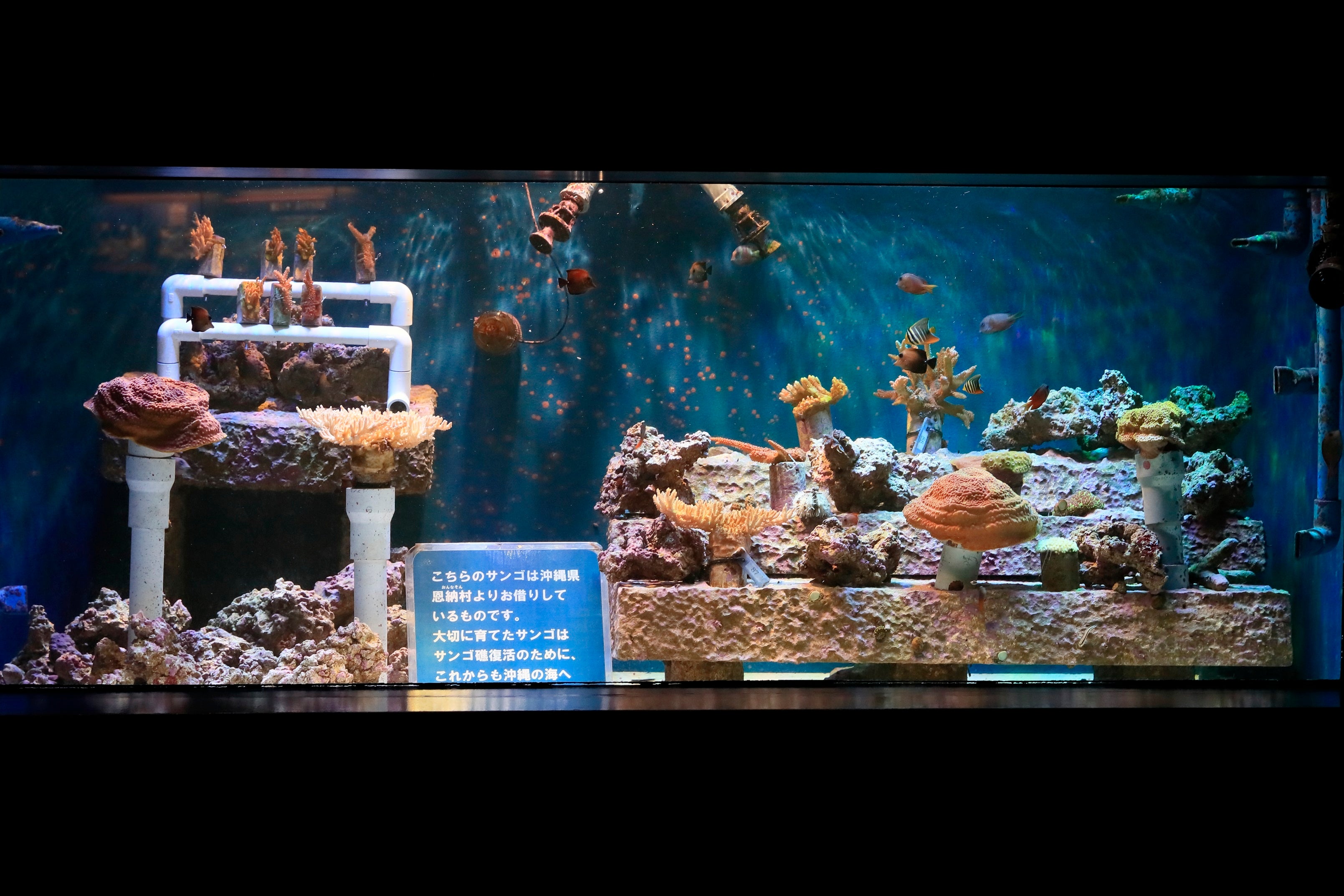 サンゴ礁の再生～恩納村の海から～