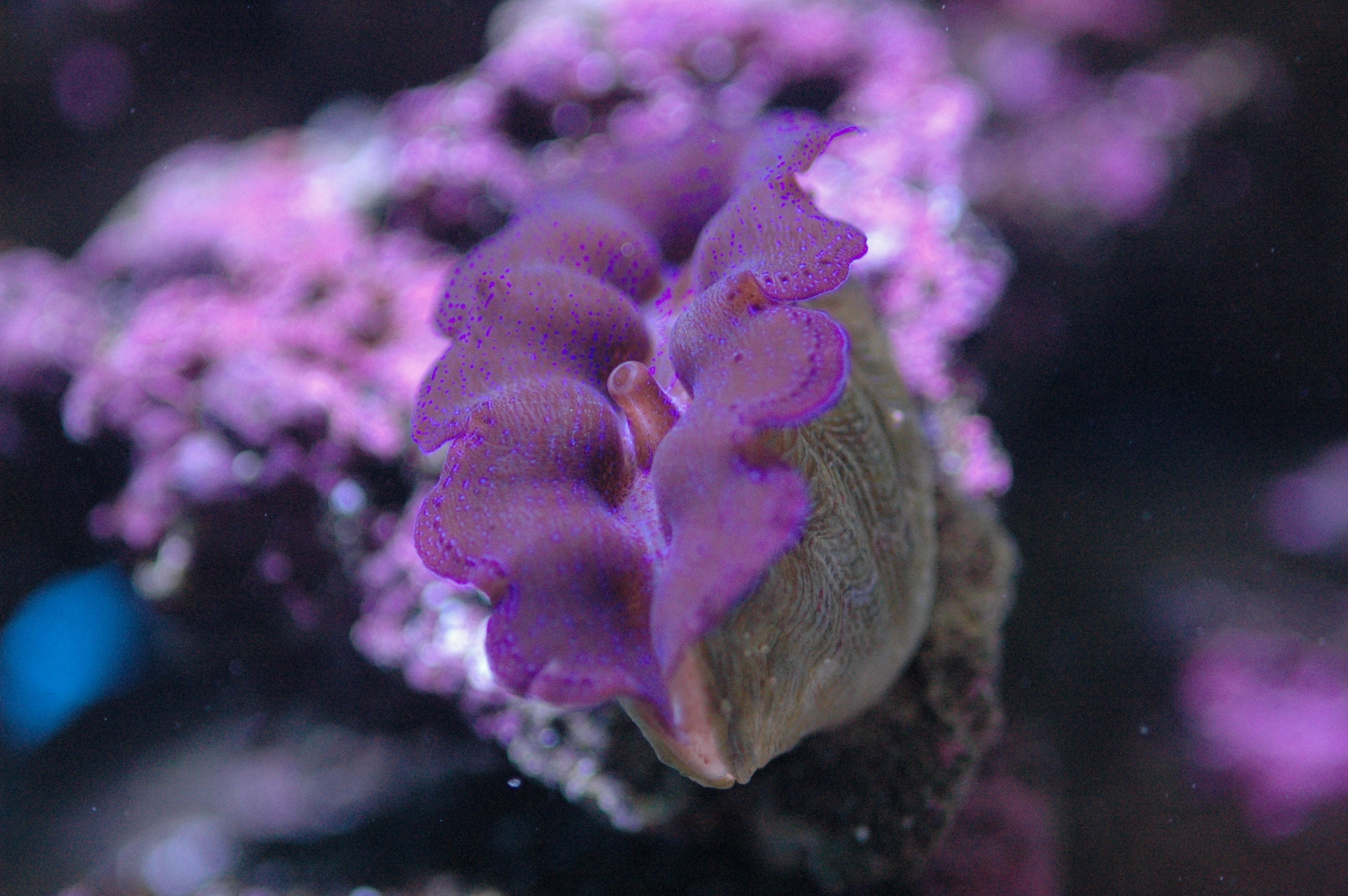 ヒメジャコガイ