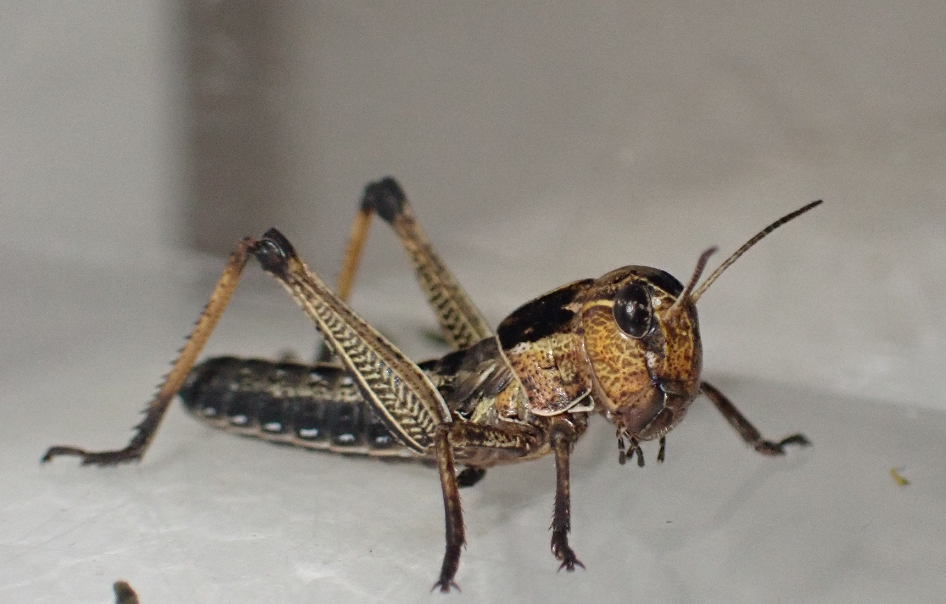 トノサマバッタ