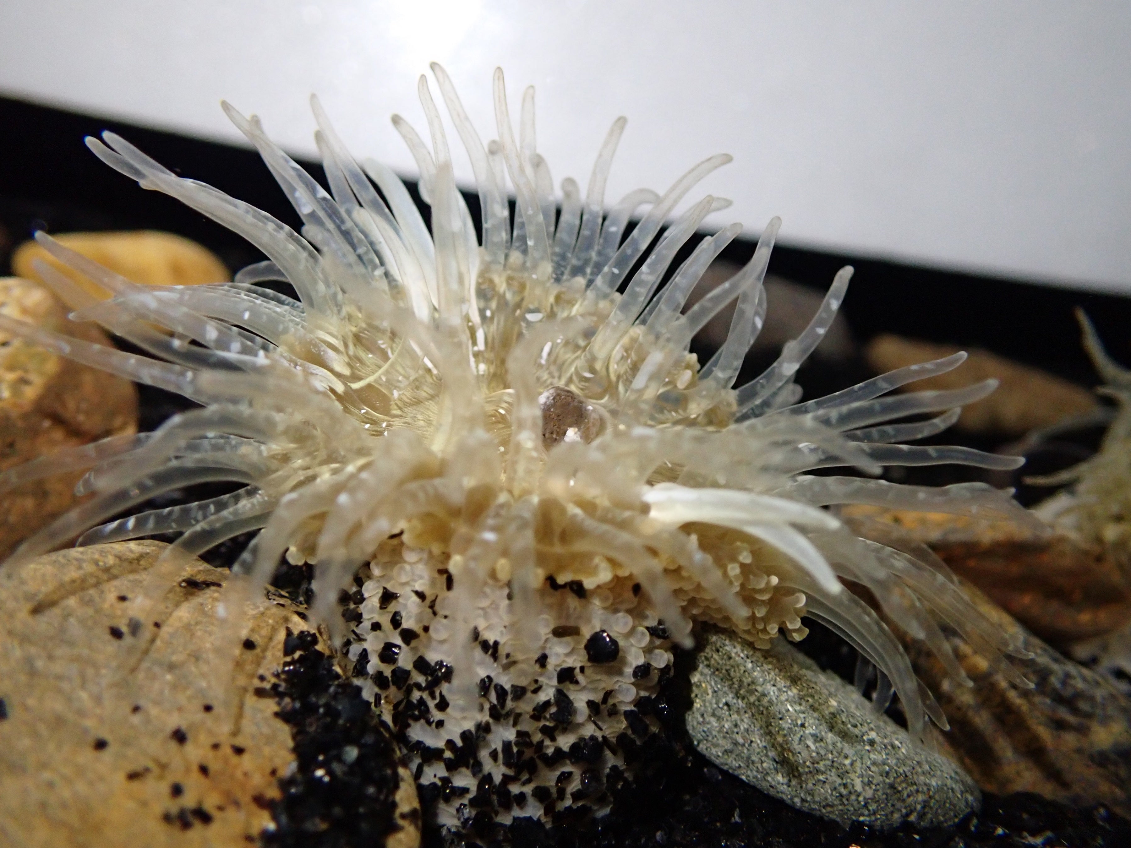 イシワケイソギンチャク