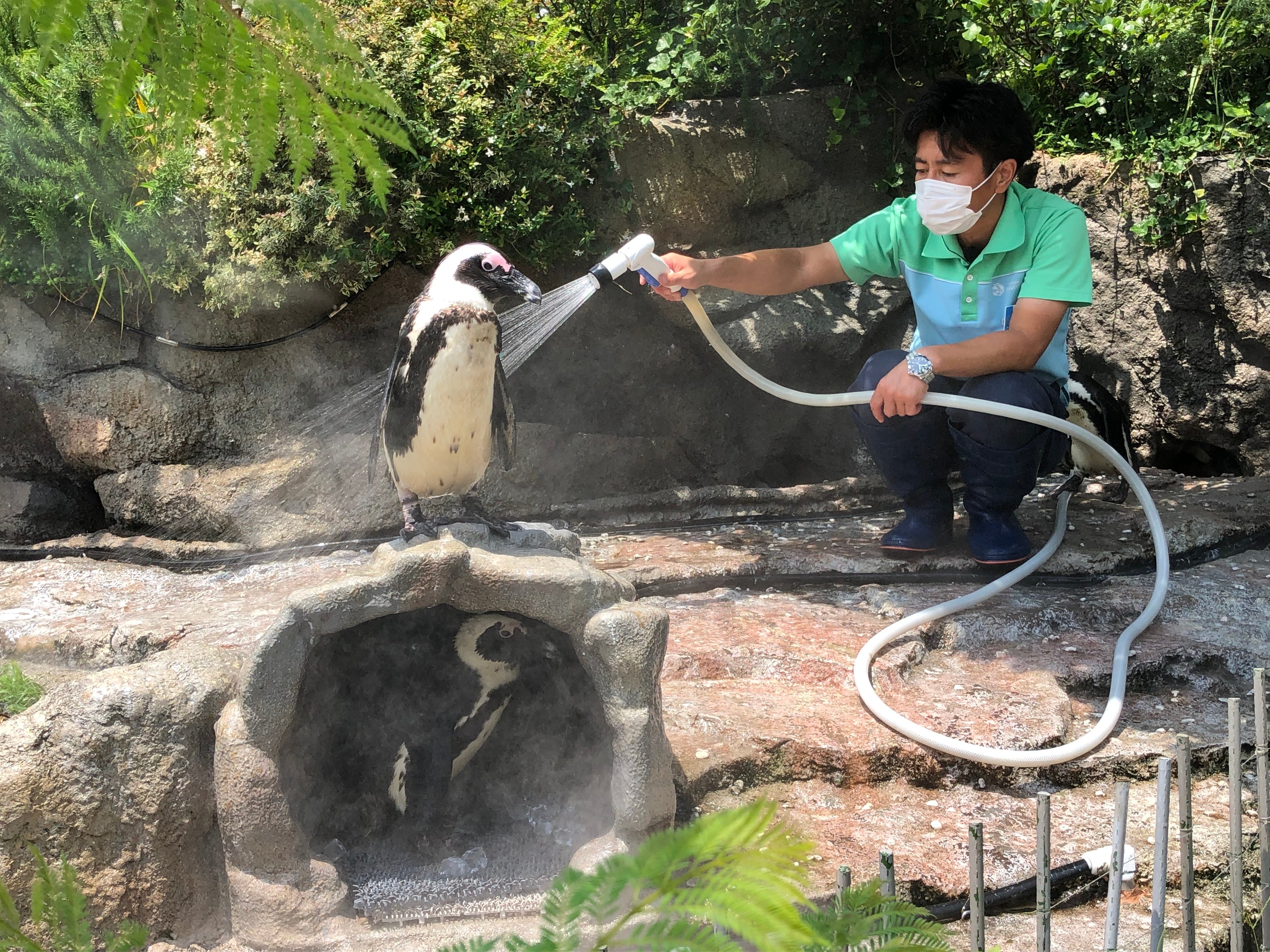 水族館&いきものを深堀り！発見がいっぱい！いきものディスカバリー通信vol.13「水族館の熱中症対策」 - PR TIMES