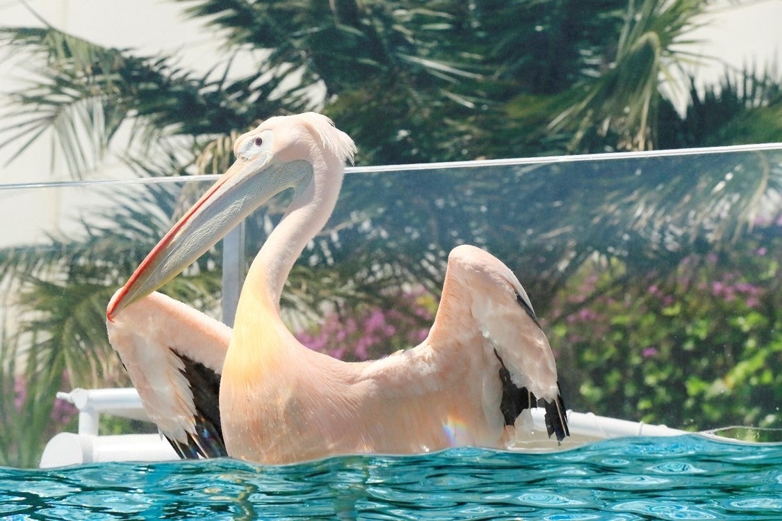 「天空パス」モモイロペリカン