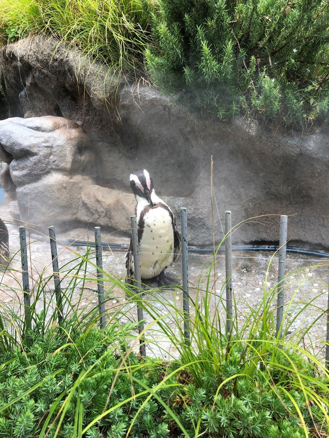 ミストのそばで涼むペンギン