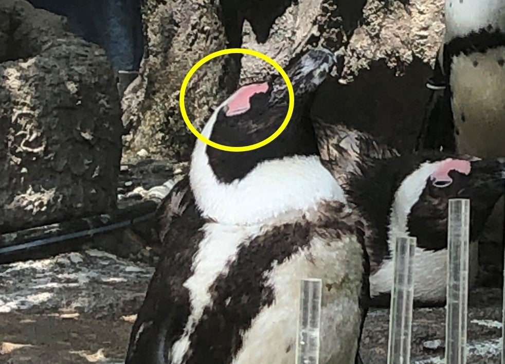 正常時（目の上がピンク色）