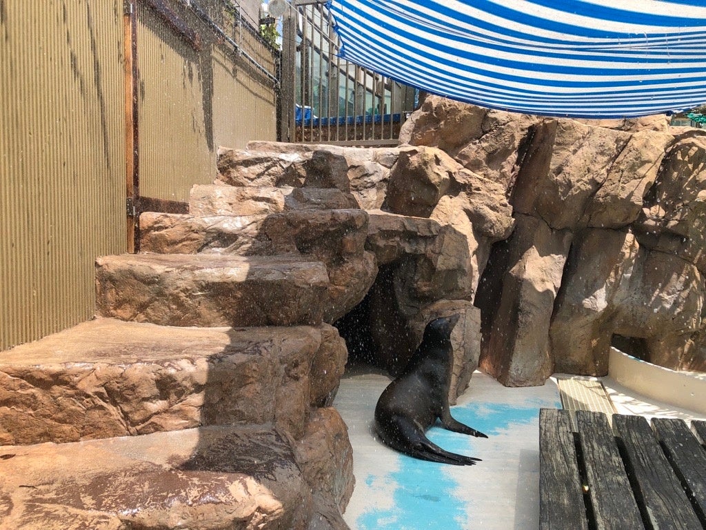 壁からのシャワーリングと 日陰の下にたたずむアシカ