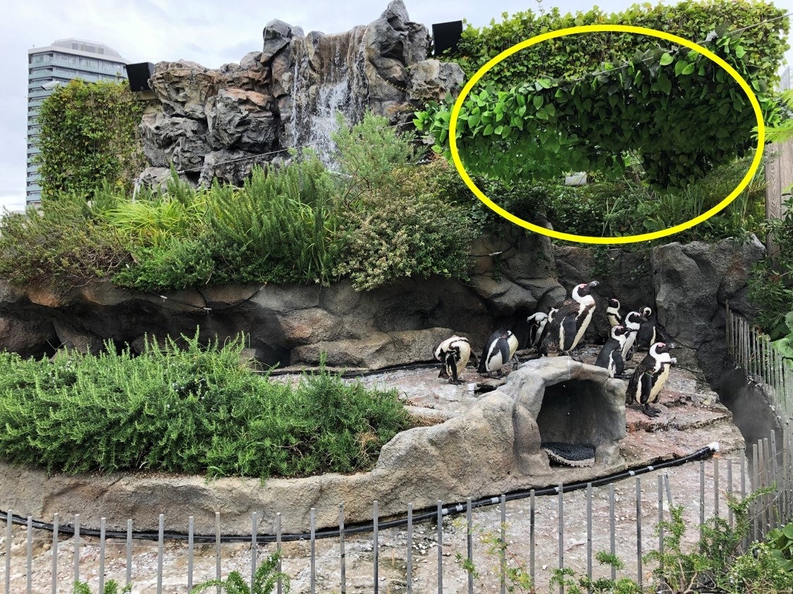 「草原のペンギン」日陰に集まるペンギンたち