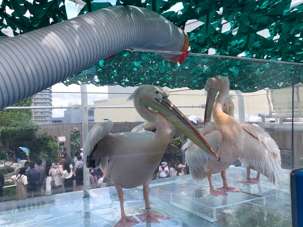 日陰の下で冷風機の風を 浴びているモモイロペリカン