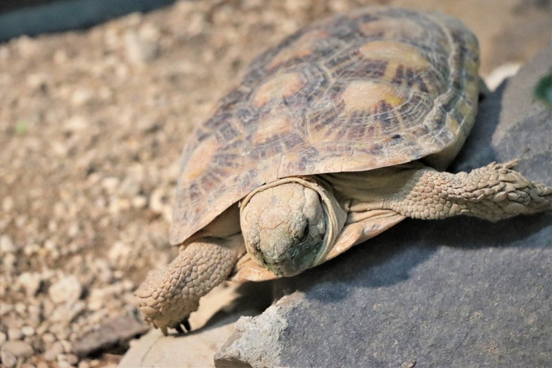 パンケーキガメ