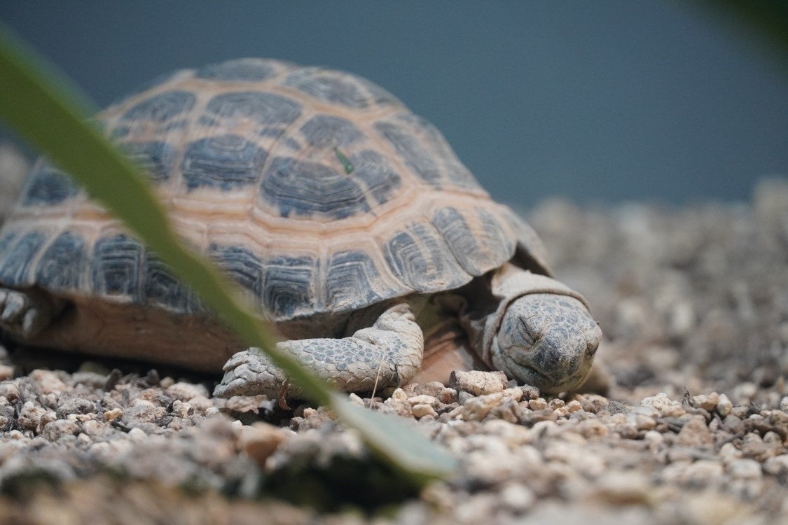 キバラクモノスガメ