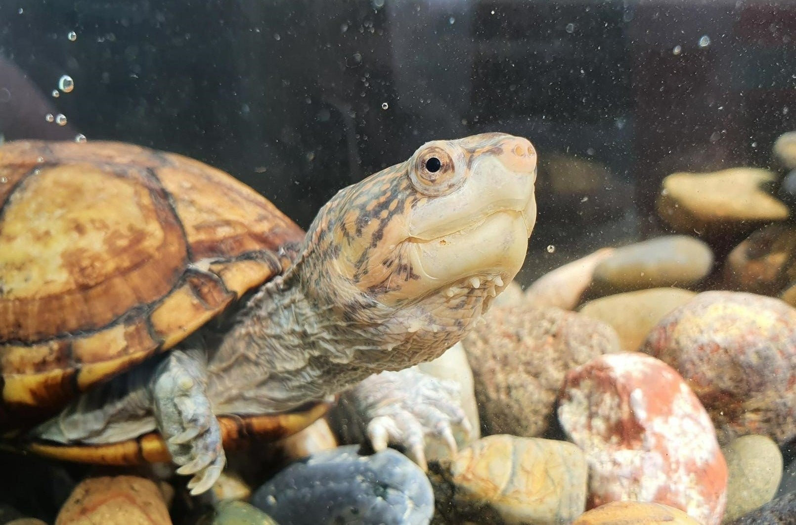 ホオアカドロガメ