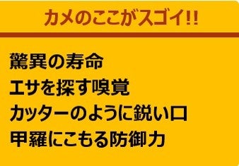 水族館 いきものを深堀り 発見がいっぱい いきものディスカバリー通信vol 14 視覚や嗅覚が実はハイスペック カメ特集 株式会社サンシャインシティのプレスリリース 水族館 いきものを深堀り 発見がいっぱい いきものディスカバリー通信vol 14 視覚や嗅覚が実はハイスペック カメ特集 株式会社サンシャインシティのプレスリリース