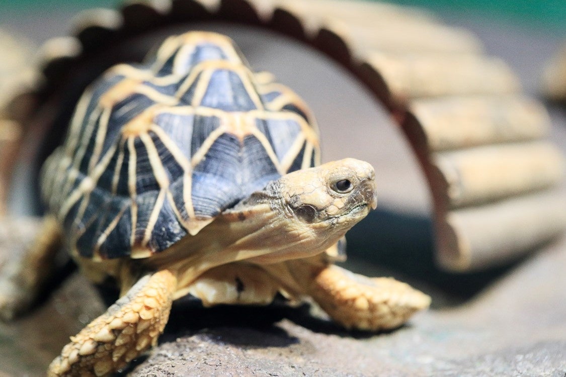水族館 いきものを深堀り 発見がいっぱい いきものディスカバリー通信vol 14 視覚や嗅覚が実はハイスペック カメ特集 株式会社サンシャインシティのプレスリリース 水族館 いきものを深堀り 発見がいっぱい いきものディスカバリー通信vol 14 視覚や嗅覚が実はハイスペック カメ特集 株式会社サンシャインシティのプレスリリース