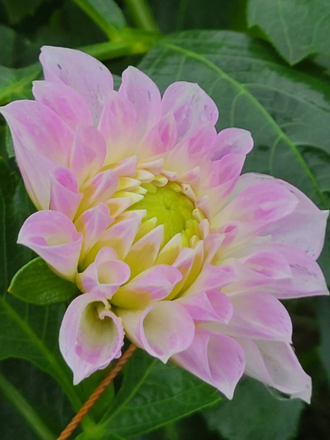 シルクハット（新品種）