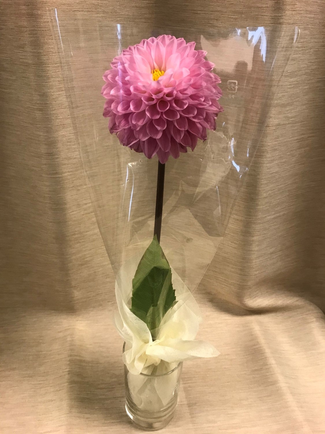 プレゼントするダリア1輪 イメージ