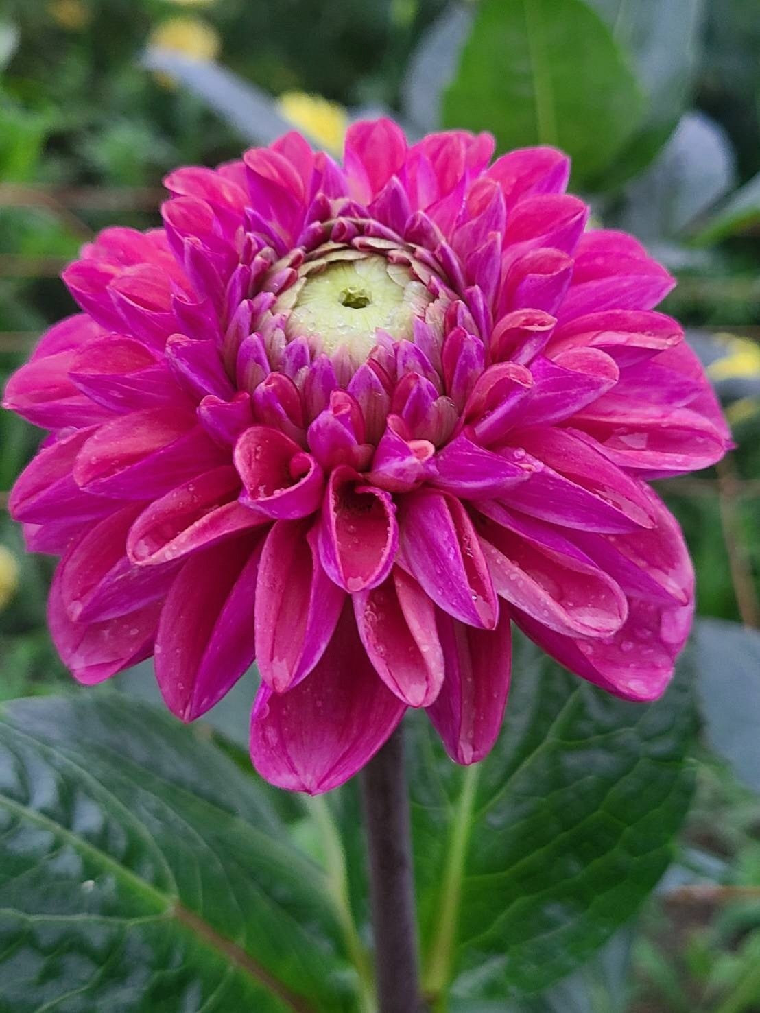 アンティークサイジョピンク（新品種）