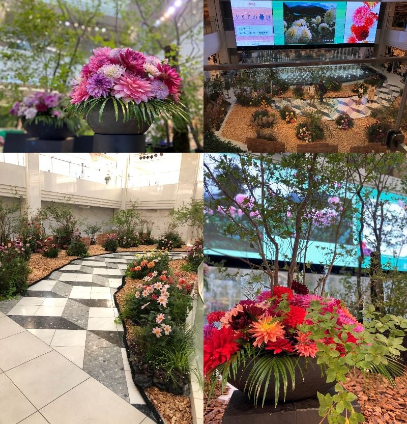 ダリア百科　園芸本　花づくり　花作り　日本ダリア会 ダリア百科 園芸本 花づくり 花作り 日本ダリア会