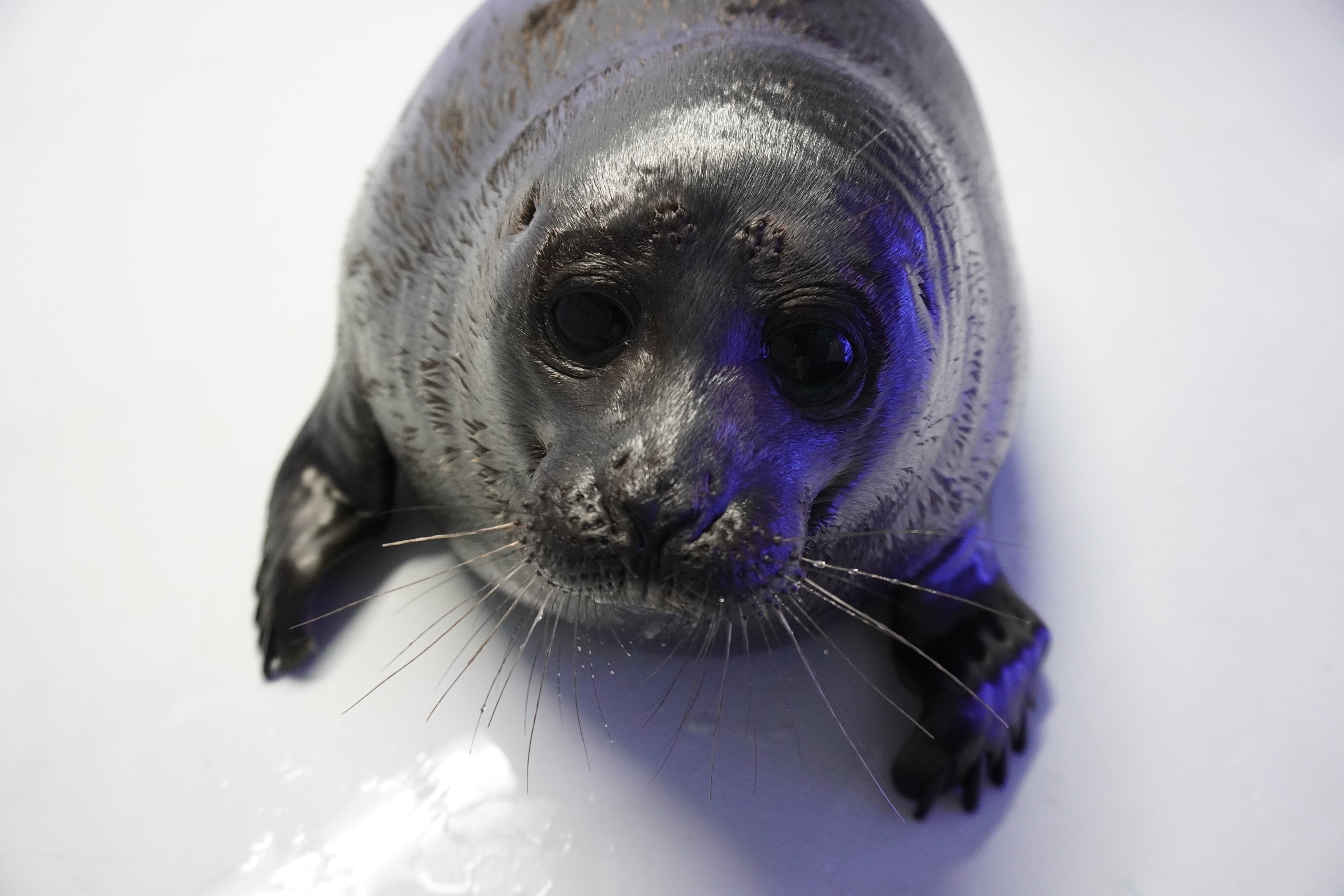 バイカルアザラシ