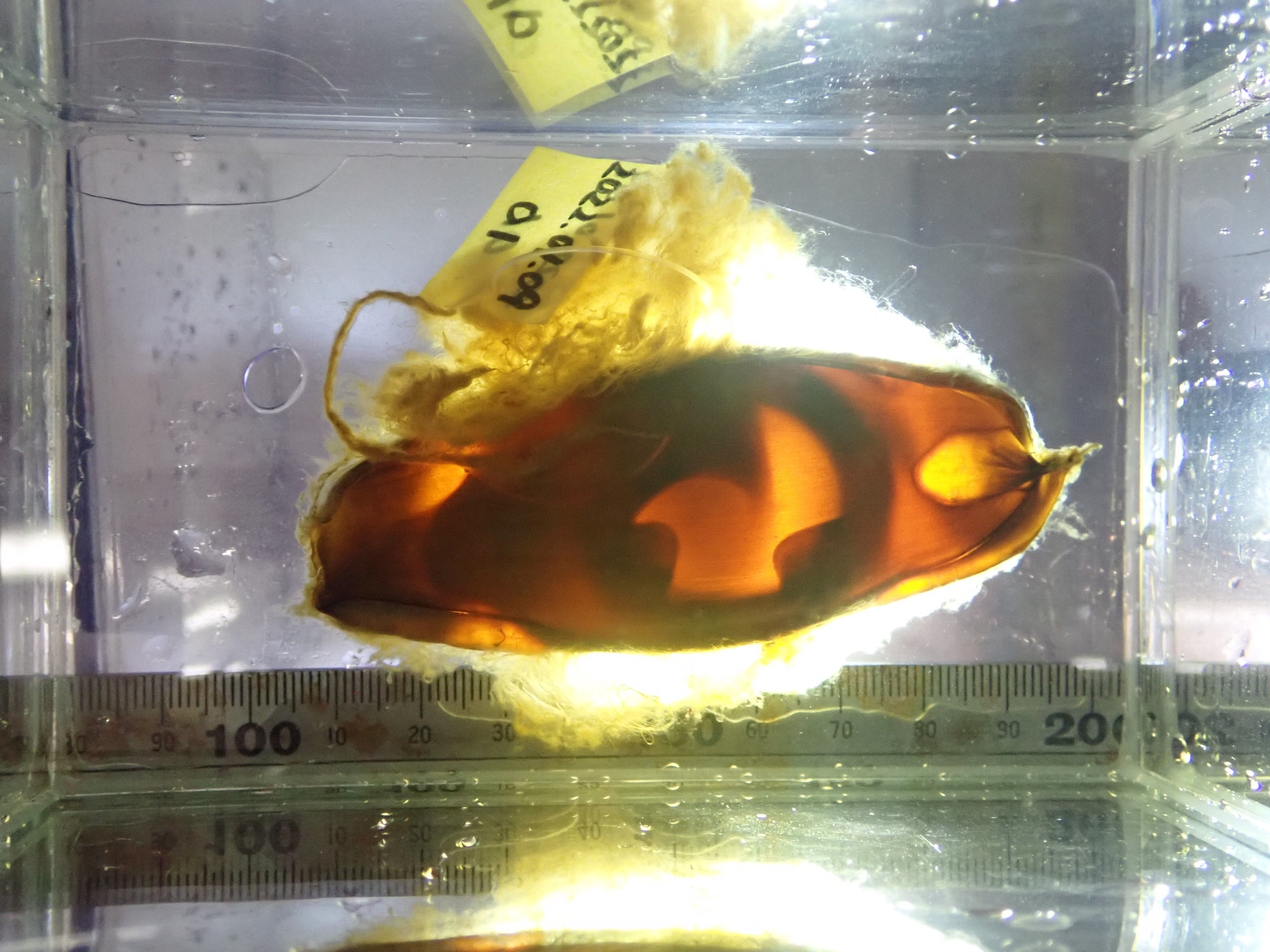 エポーレットシャークの卵