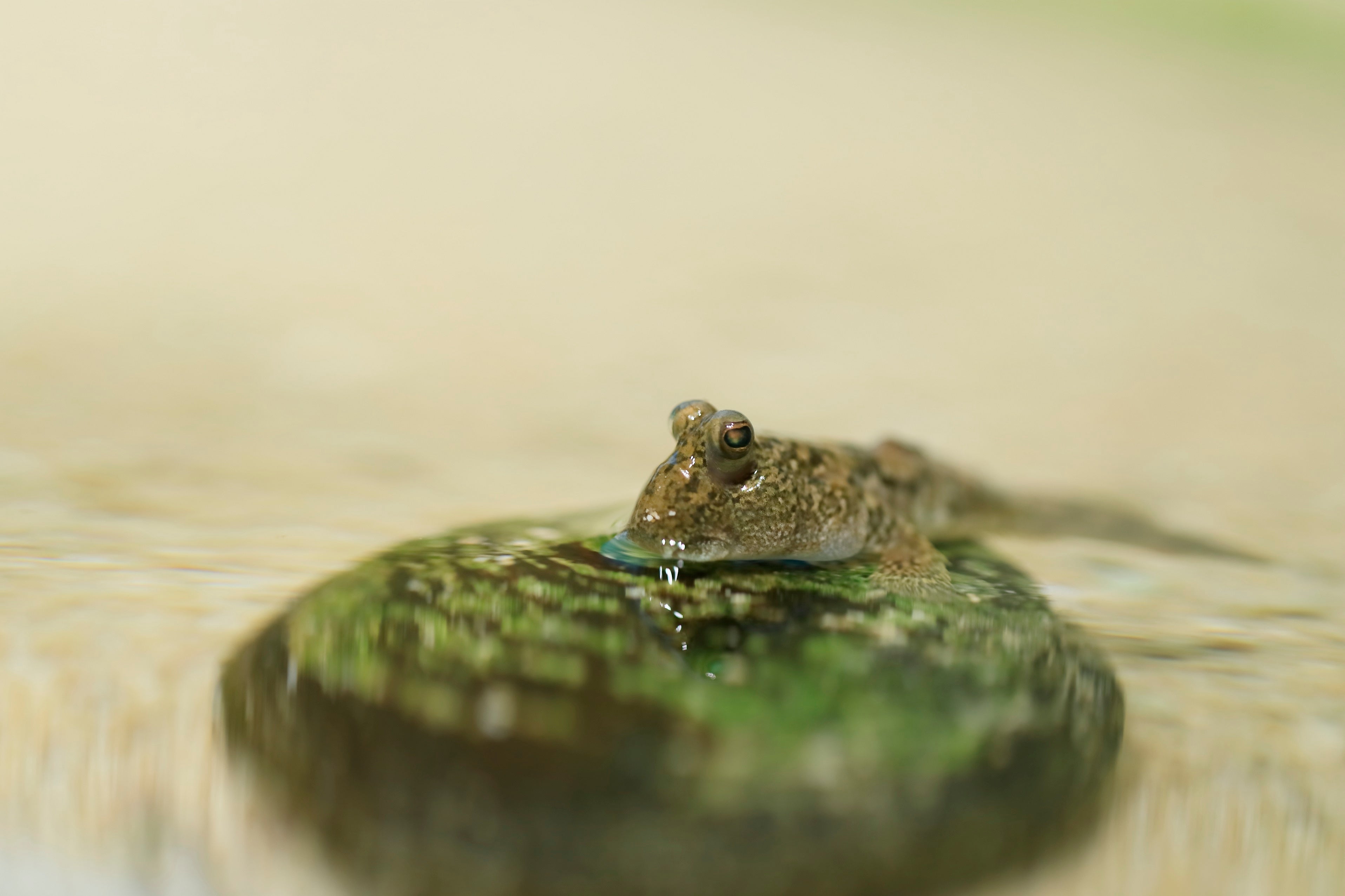 ミナミトビハゼ