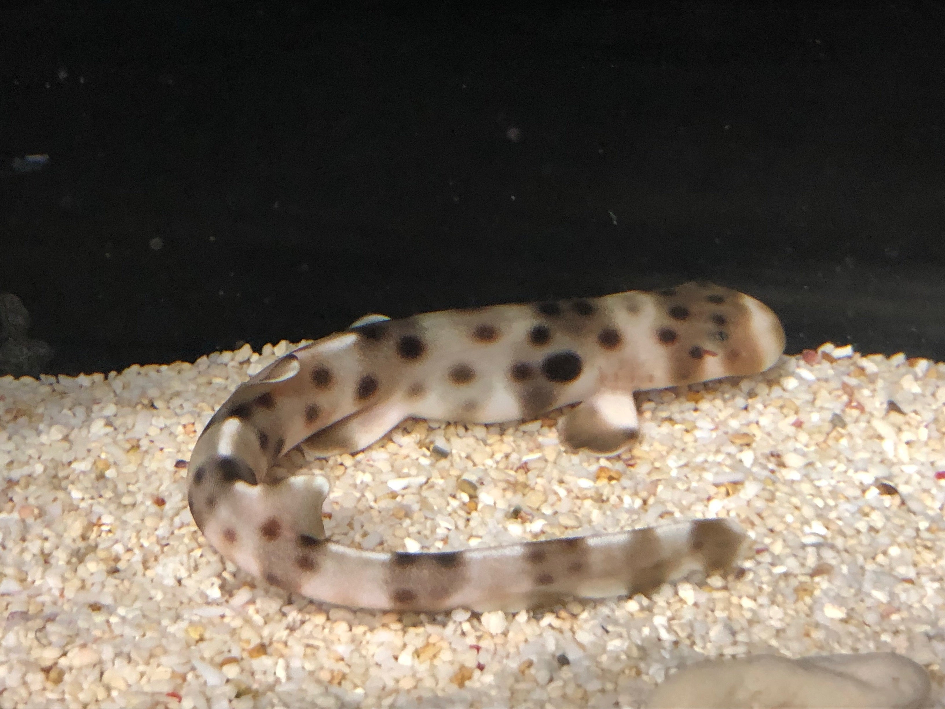 エポーレットシャーク仔魚