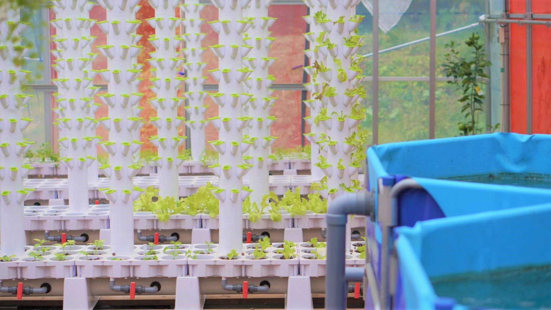 Iwakura Experienceが活動する敷地内に建てたビニール ハウス内のアクアポニックス