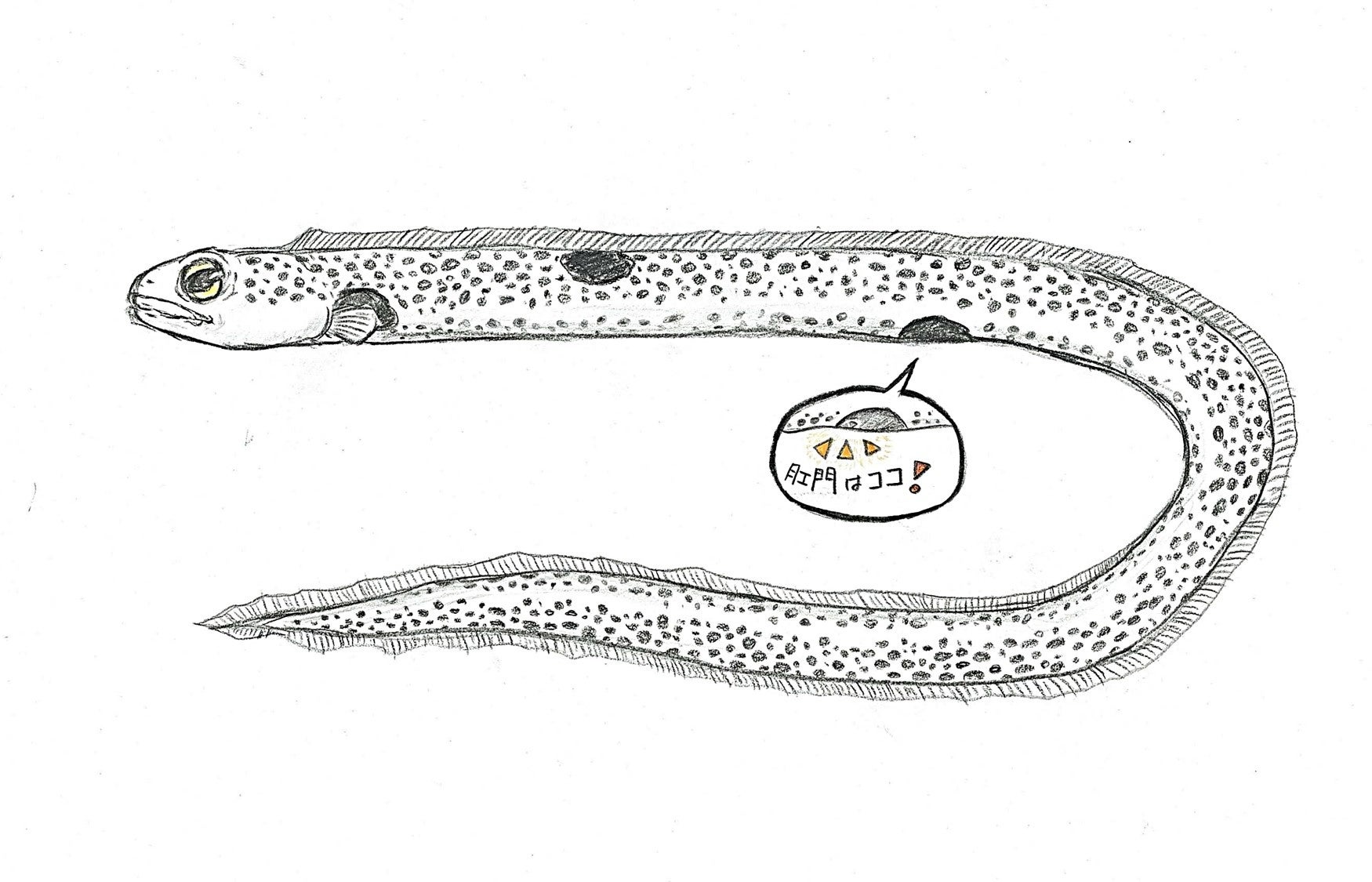 サンシャイン水族館スタッフ 直筆イラスト