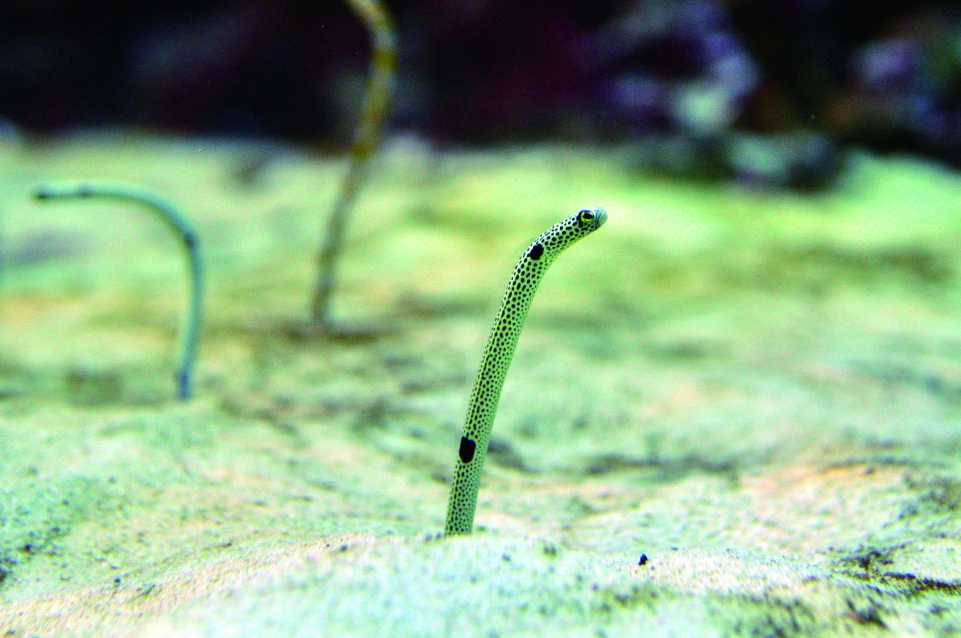 水族館 いきものを深堀り 発見がいっぱい いきものディスカバリー通信vol 17 11月11日はチンアナゴ の日 水族館の人気者の秘密を徹底解説 株式会社サンシャインシティのプレスリリース 水族館 いきものを深堀り 発見がいっぱい いきものディスカバリー通信vol 17 11月11日はチンアナゴ の日 水族館の人気者の秘密を徹底解説 株式会社サンシャインシティのプレスリリース