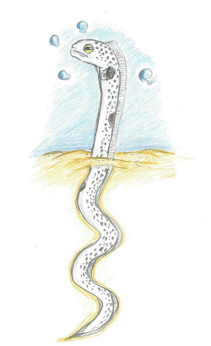 サンシャイン水族館スタッフ 直筆イラスト