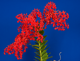 レナンセラ・フィリピネンシス