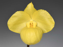 パフィオペディルム・アルメニアカム