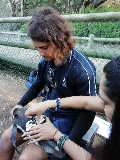 ペンギンの行動を調べる様子