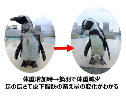 ＊サイクルは 繁殖期（春）→換羽期→繁殖期（秋） 　1年で繁殖期は2回。 　春先と秋口の２つの繁殖期の間に換羽期がやってくる。