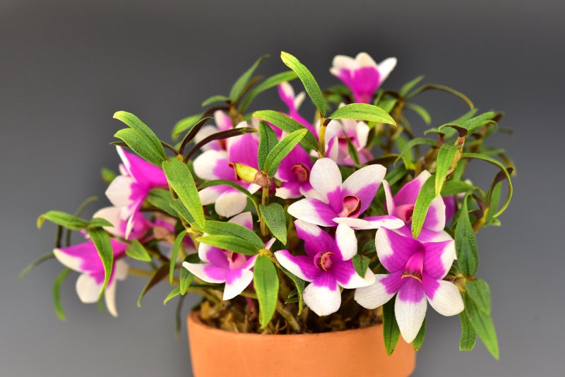 過去に会場に展示された蘭