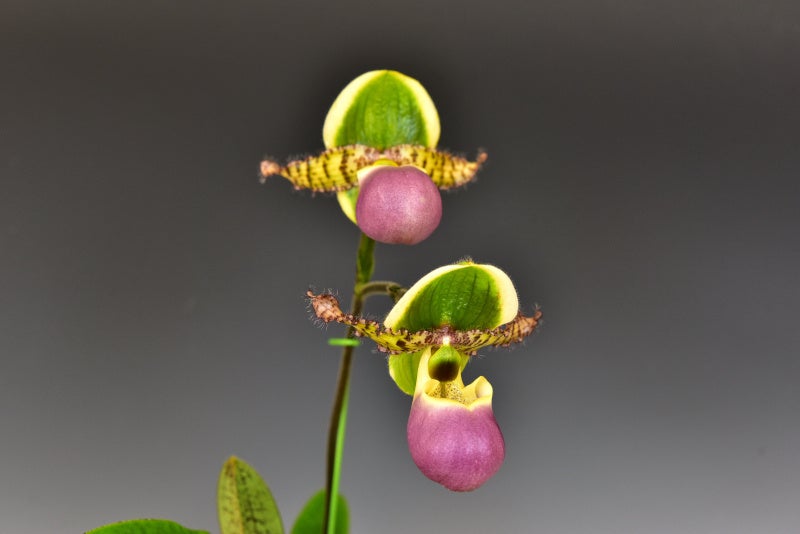 過去に会場に展示された蘭