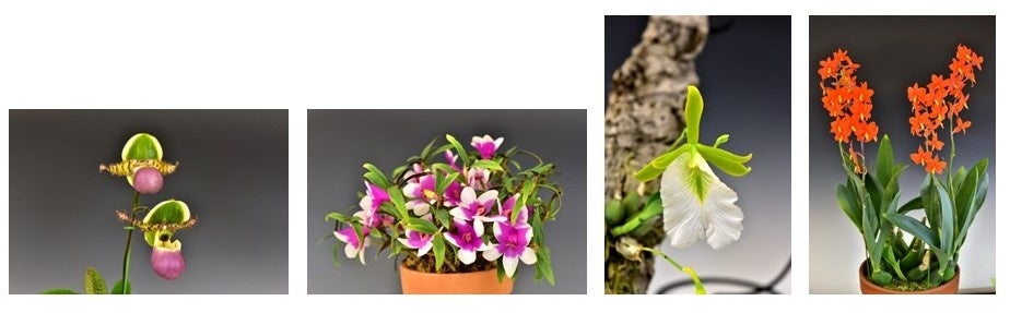 過去に会場に展示された蘭