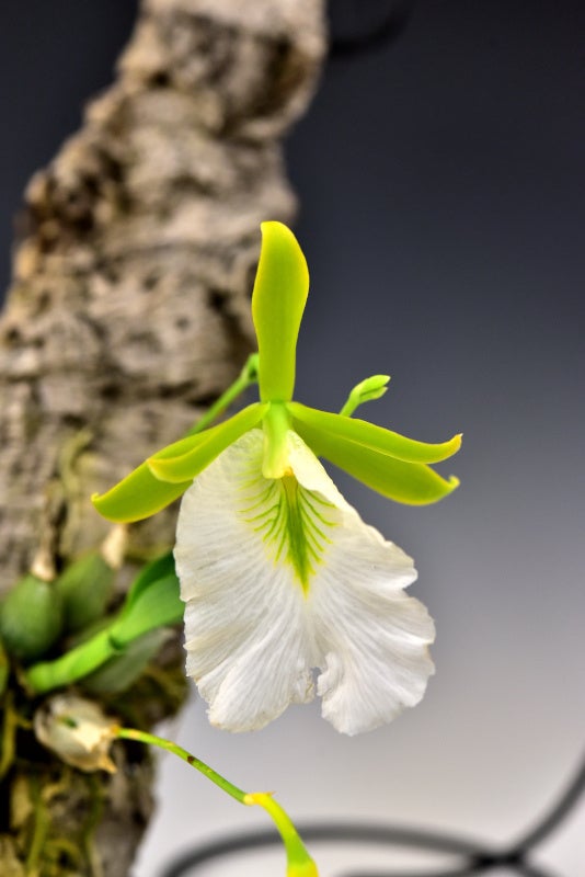 過去に会場に展示された蘭