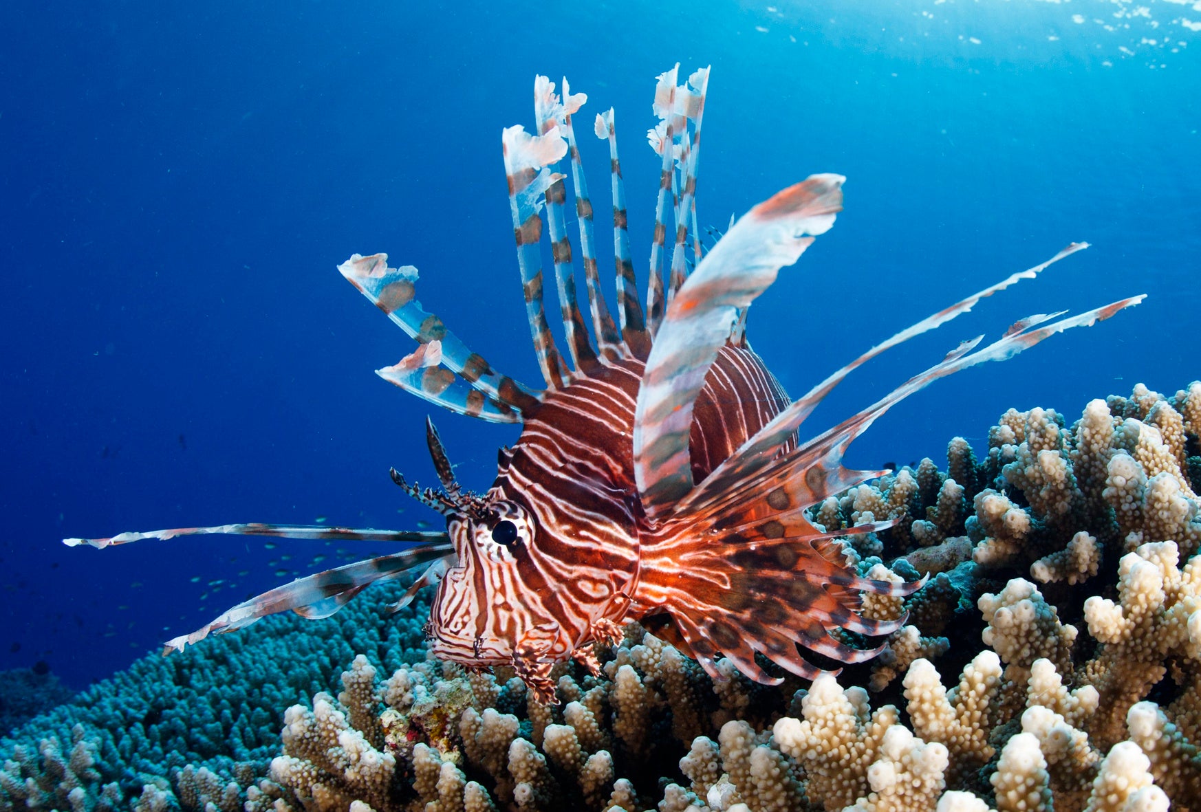 ハナミノカサゴ