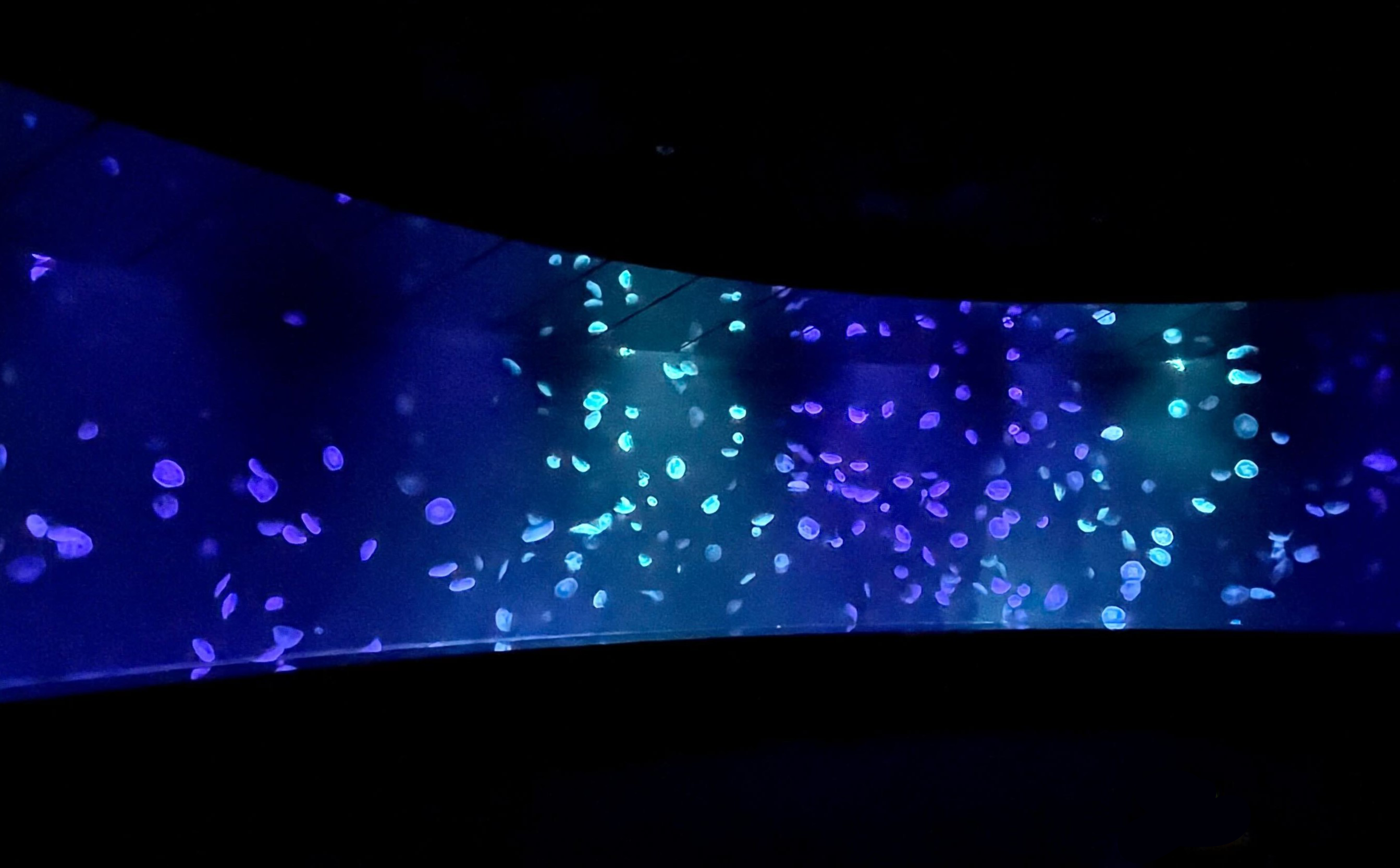 海月空感（くらげくうかん） 演出イメージ