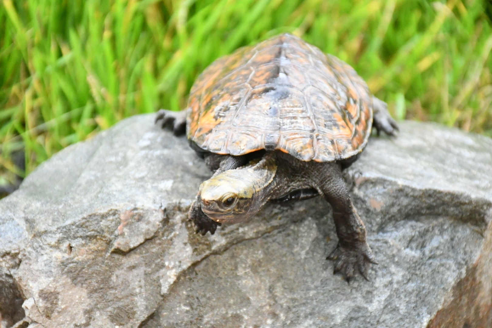 ニホンイシガメ
