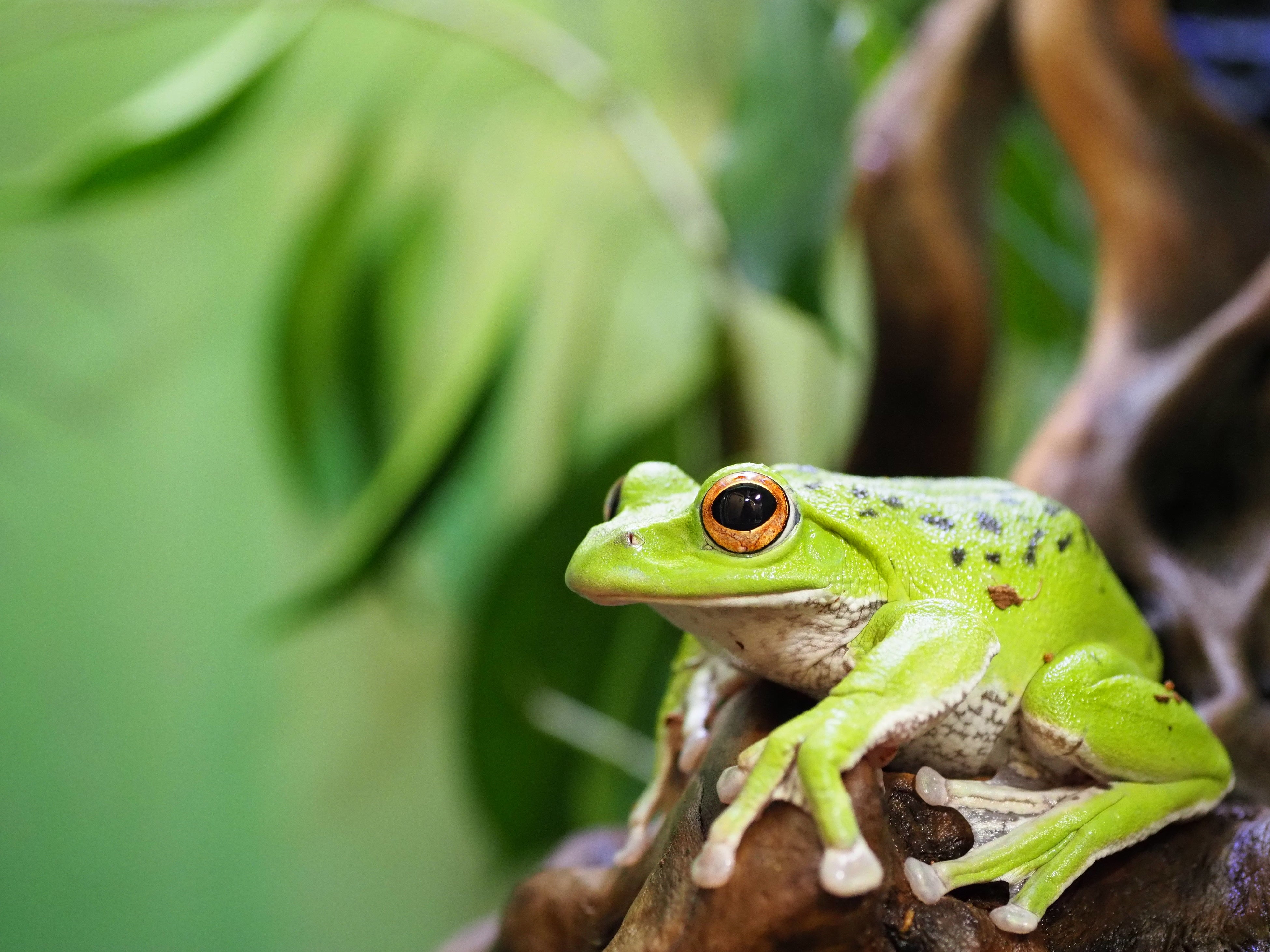 モリアオガエル