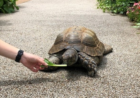 ムツアシガメのムッちゃん 散歩の様子