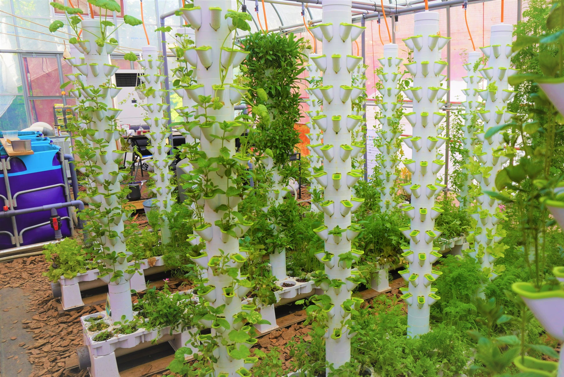 ビニールハウスの中に設置したアクアポニックス