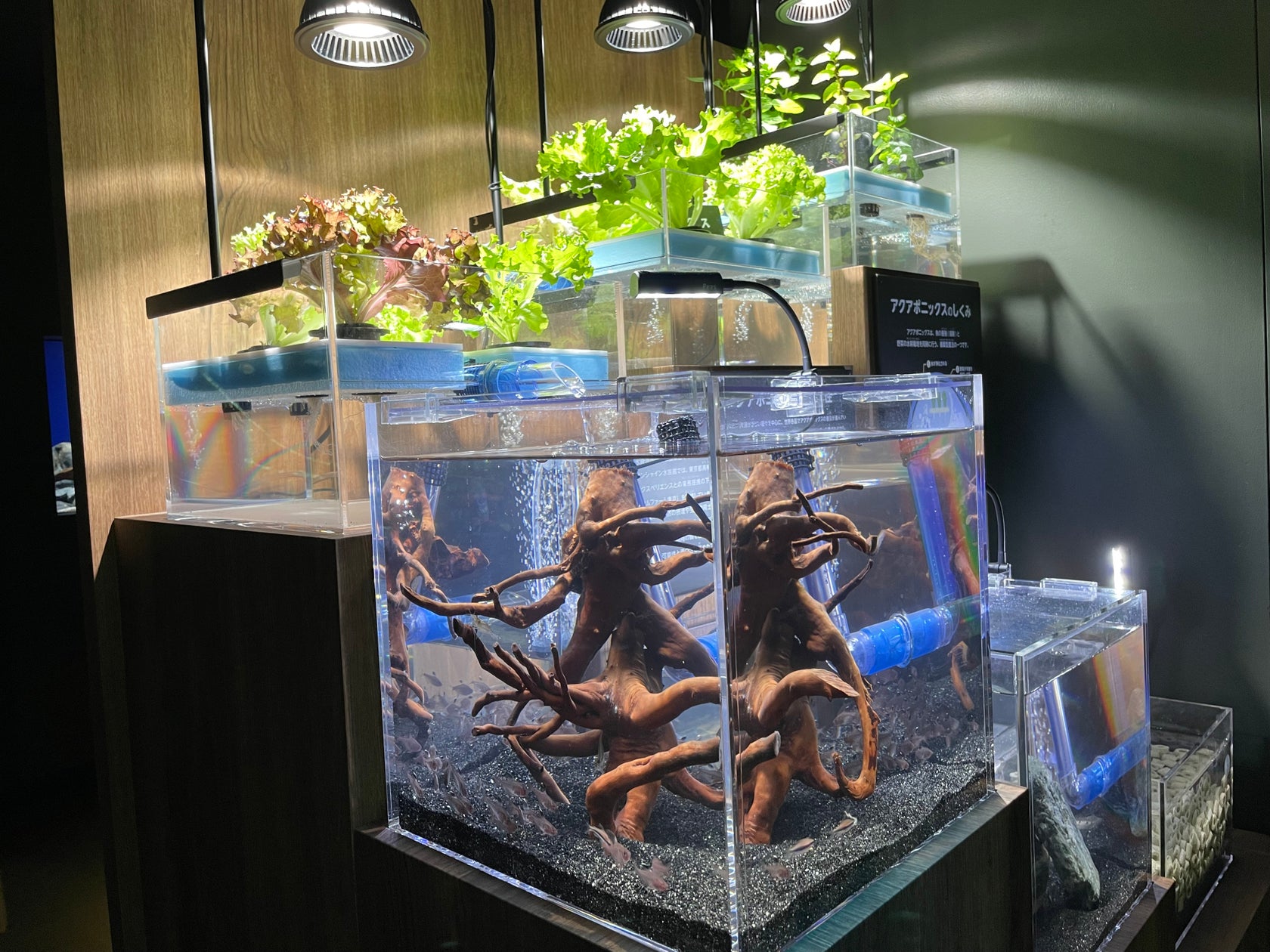 サンシャイン水族館でアクアポニックス水槽の展示を5月25日(木)より ...