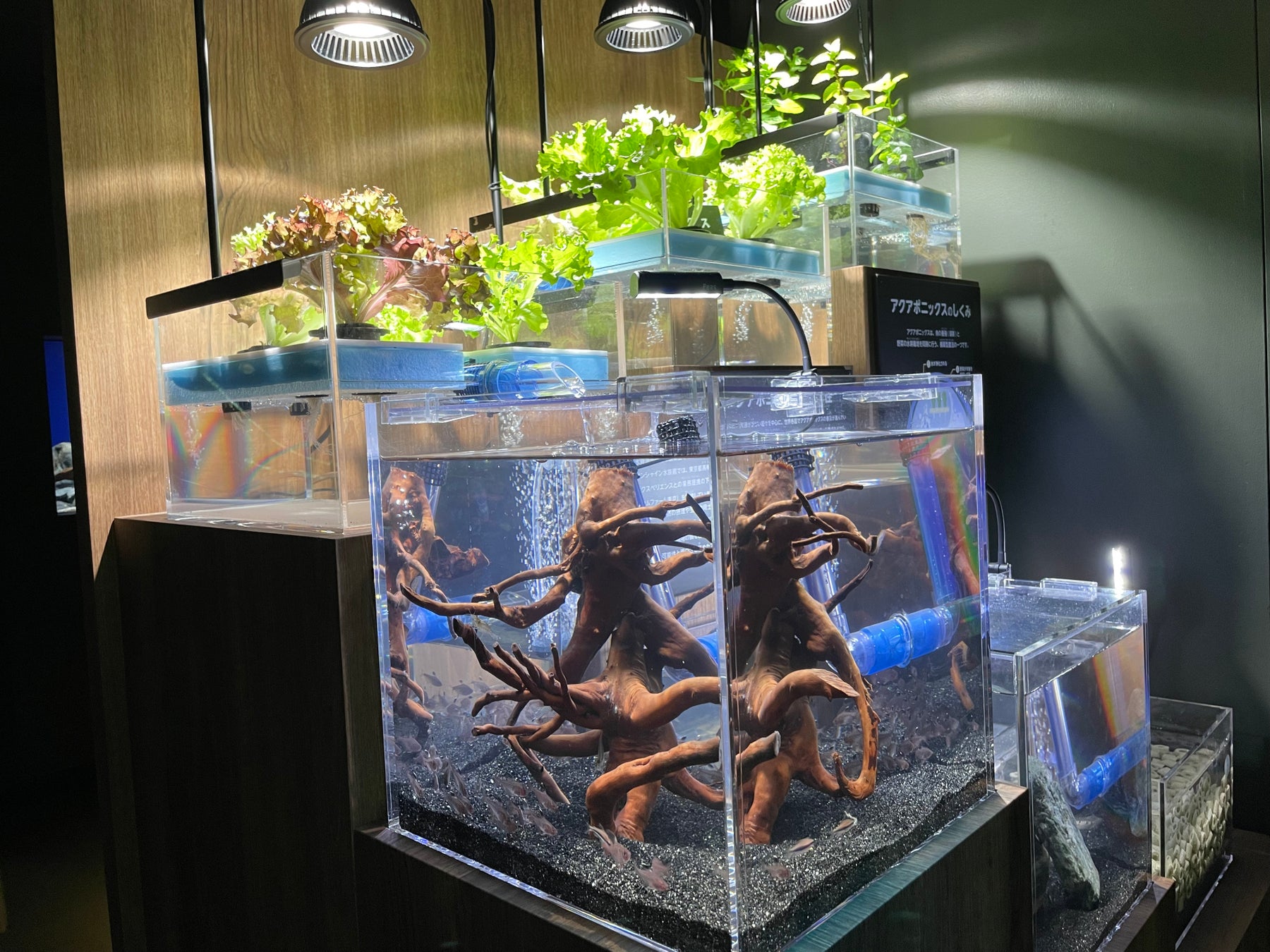 サンシャイン水族館内で展示開始したアクアポニックスの水槽