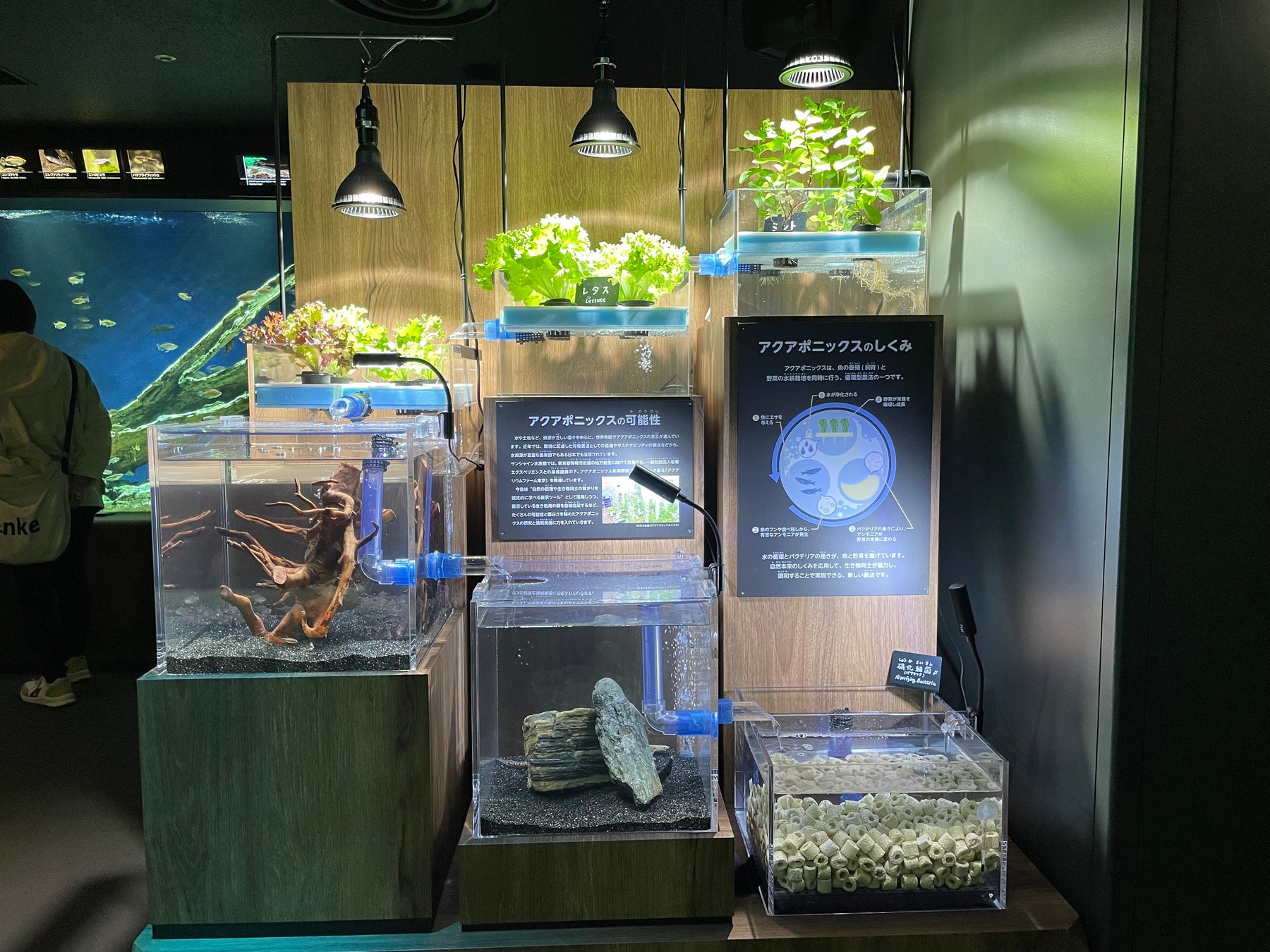 サンシャイン水族館内で展示開始したアクアポニックスの水槽