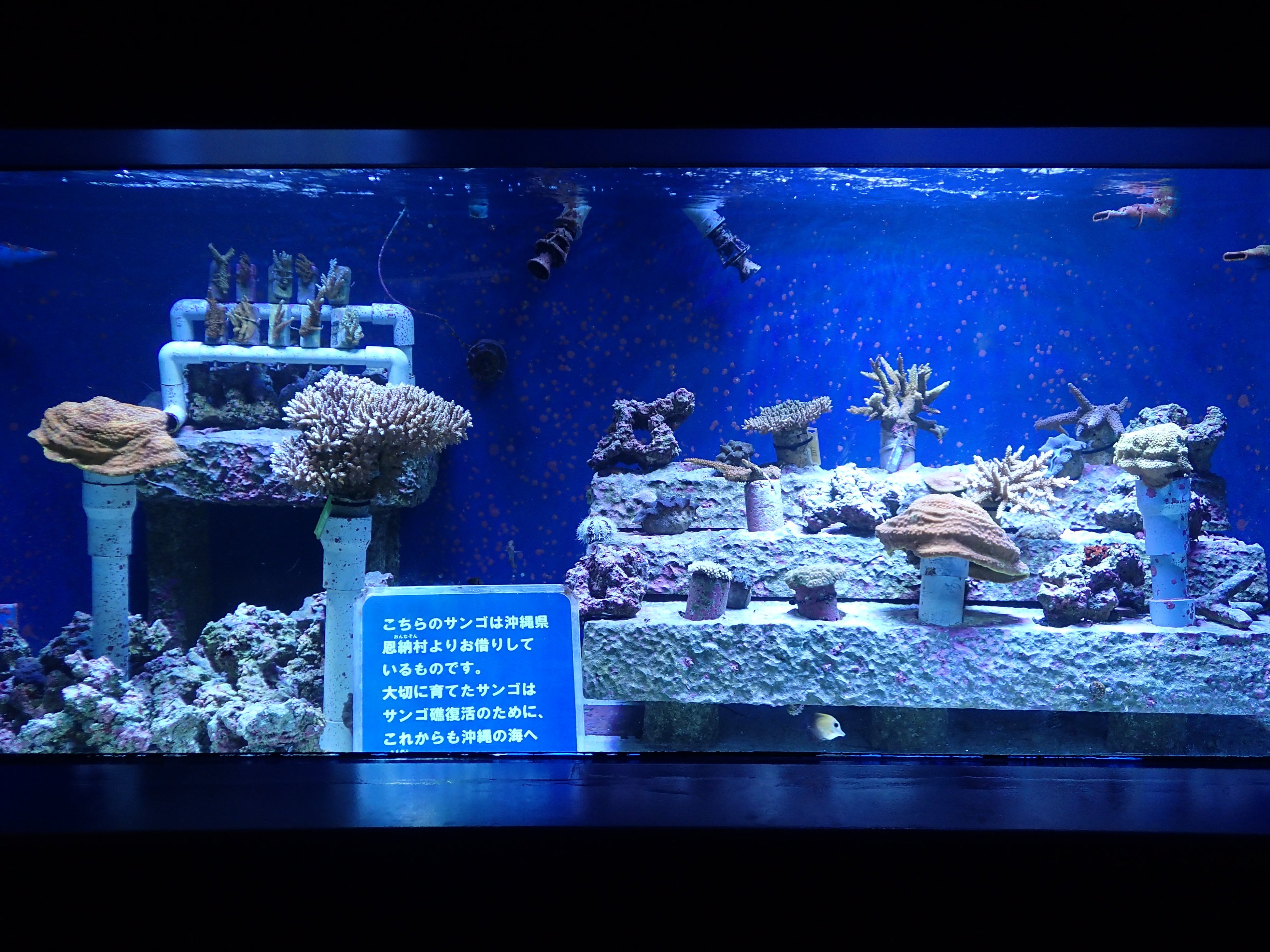 サンシャイン水族館内にある水槽 「サンゴ礁の再生～恩納村の海から～」