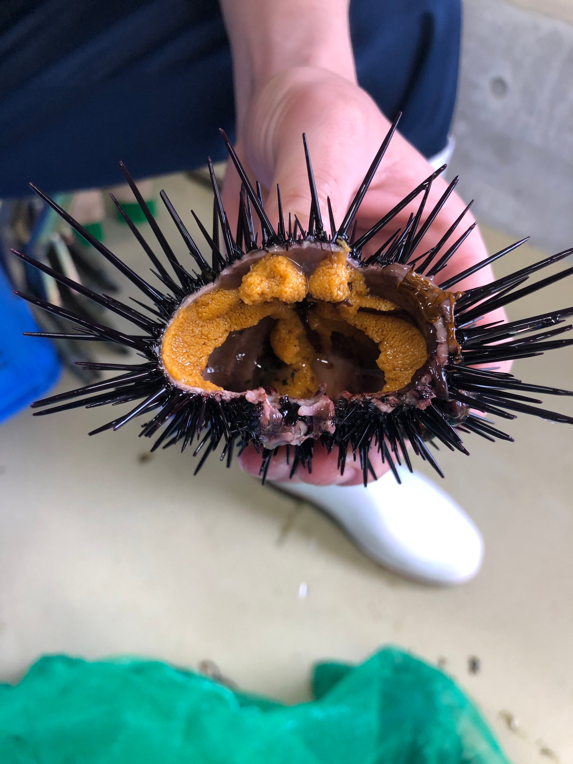 ウニとやさいクルプロジェクト 畜養中のウニ