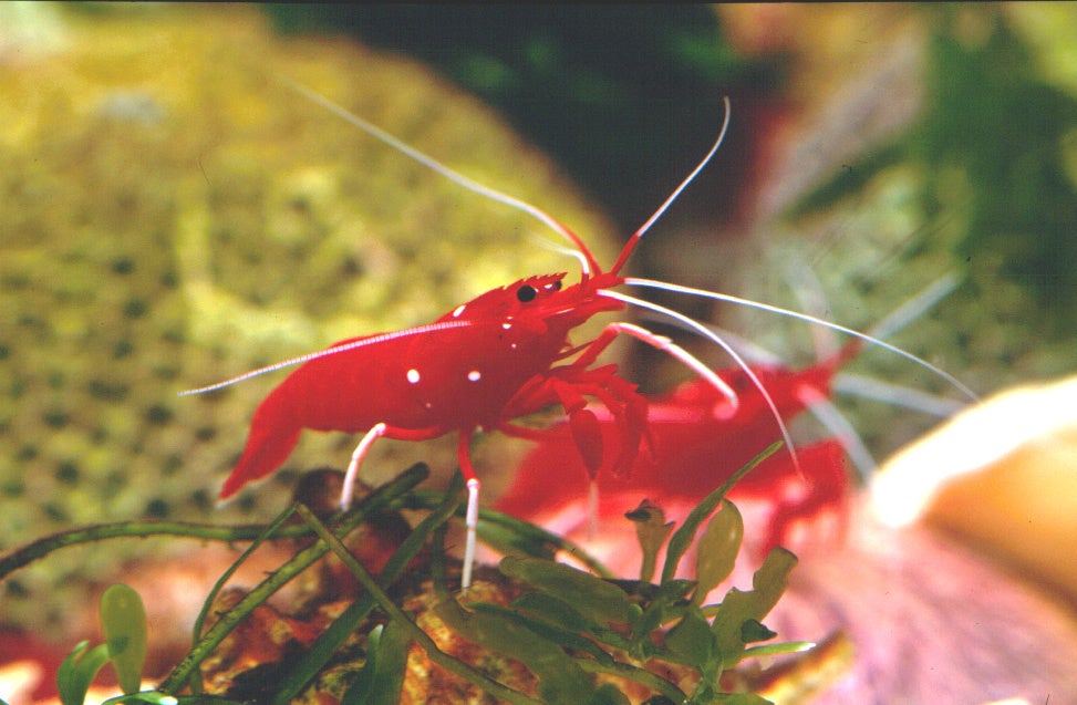 シロボシアカモエビ（別名：サンタエビ、ホワイトソックスシュリンプ）