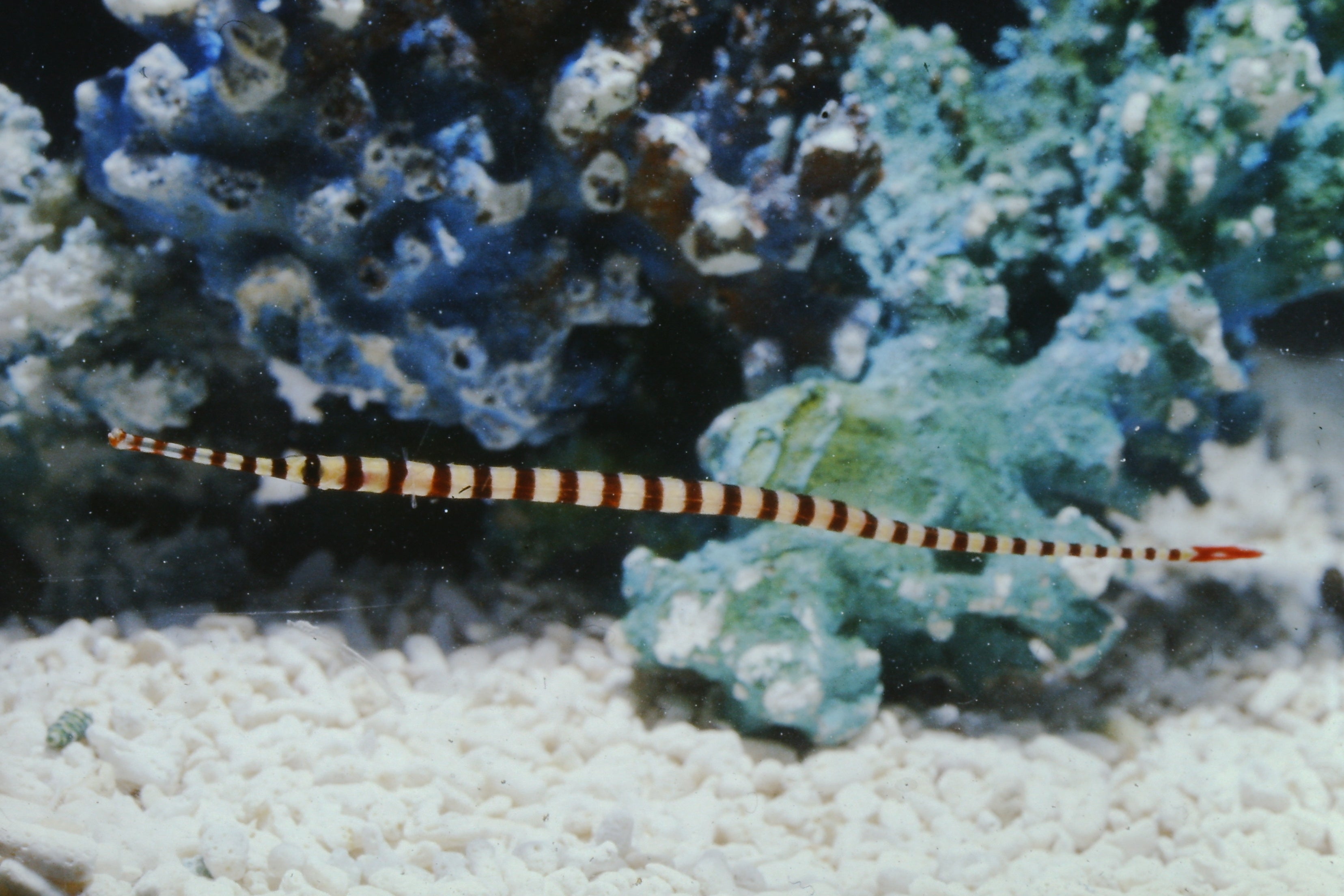 オイランヨウジ